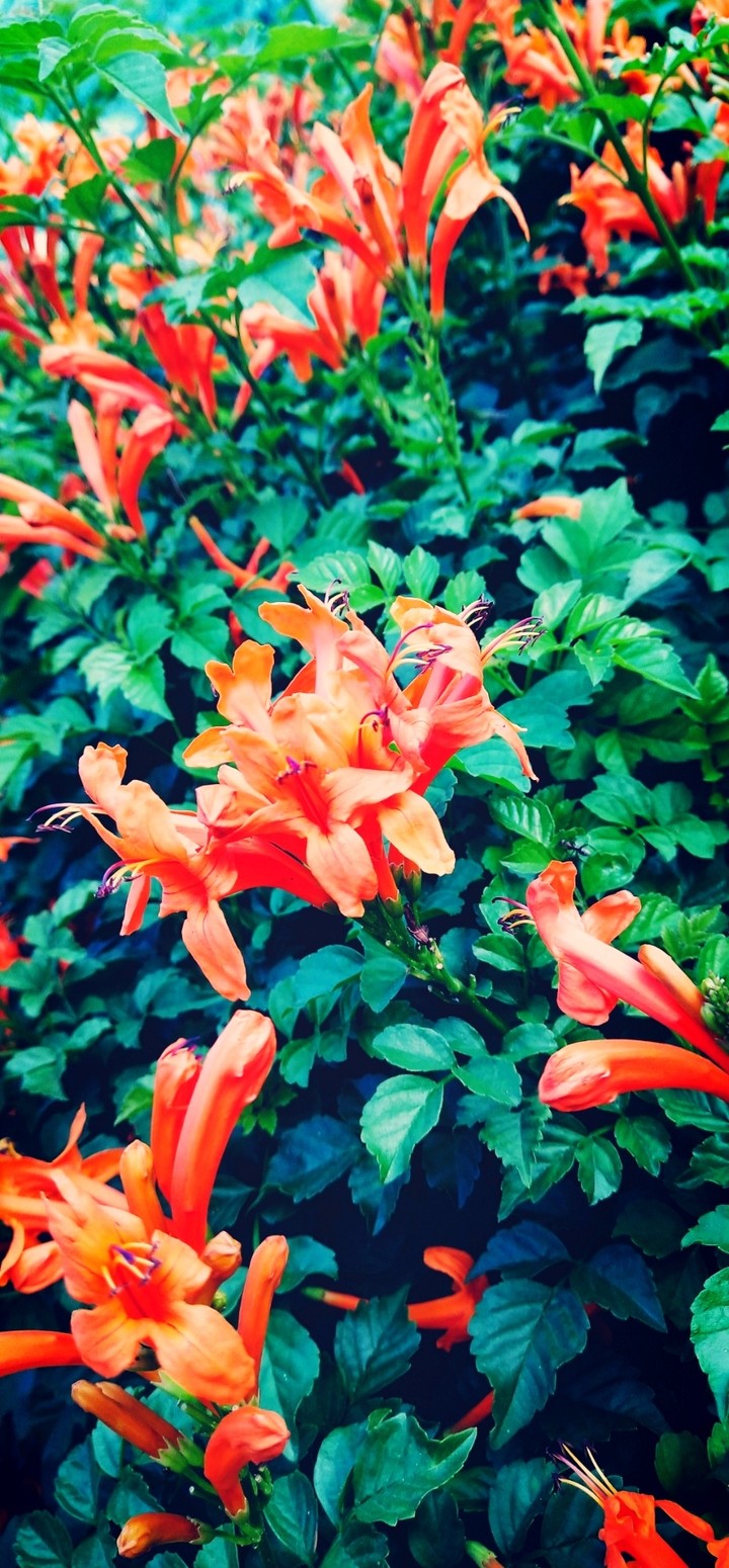 flowers