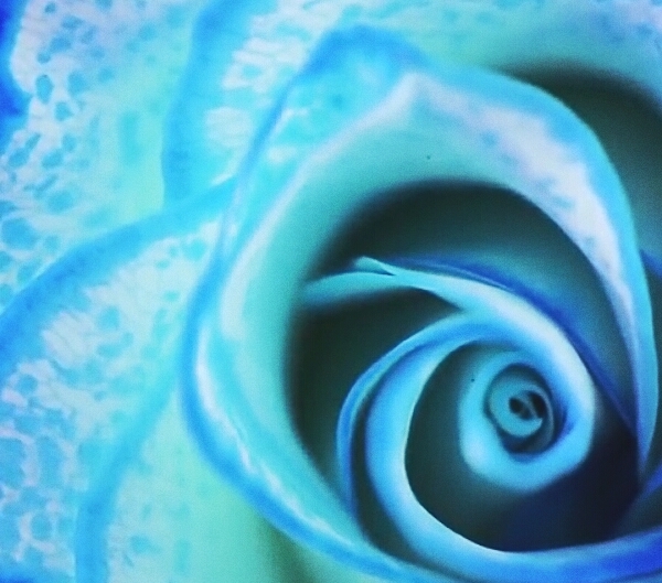 start your day with roses