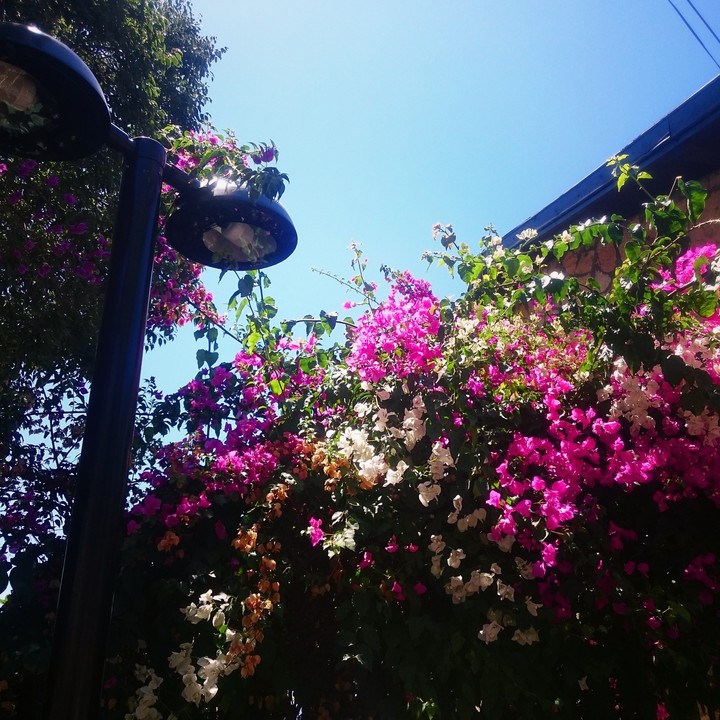 flowersflowers.