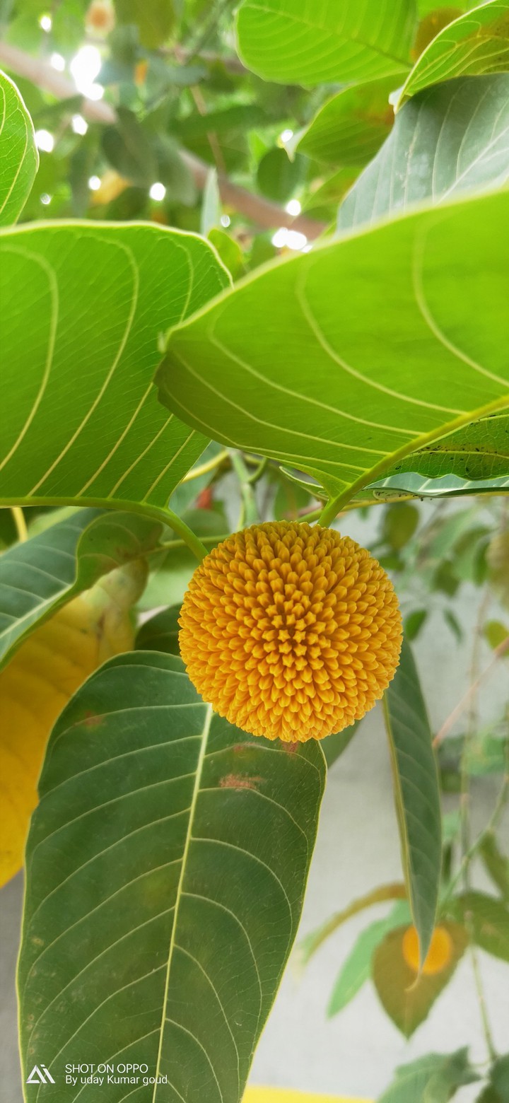 yellow seed