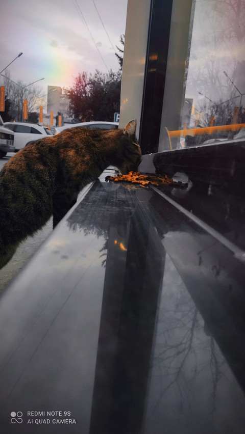 cat☺️