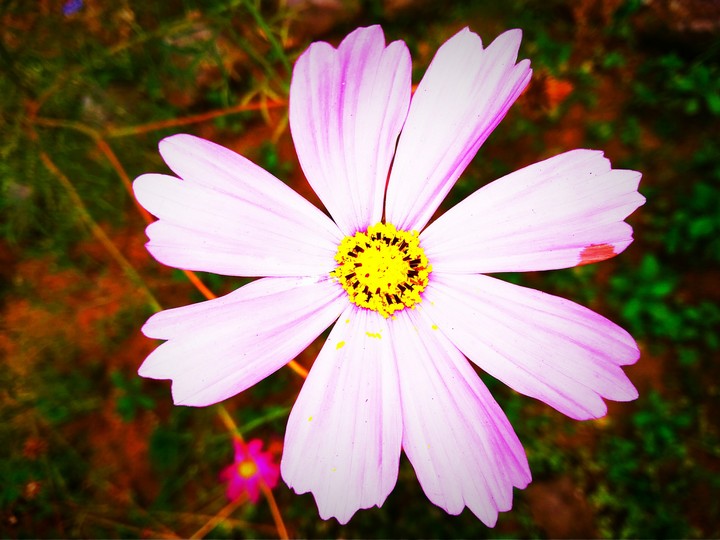 flower