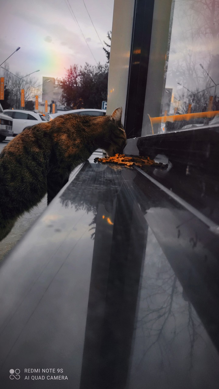 cat☺️