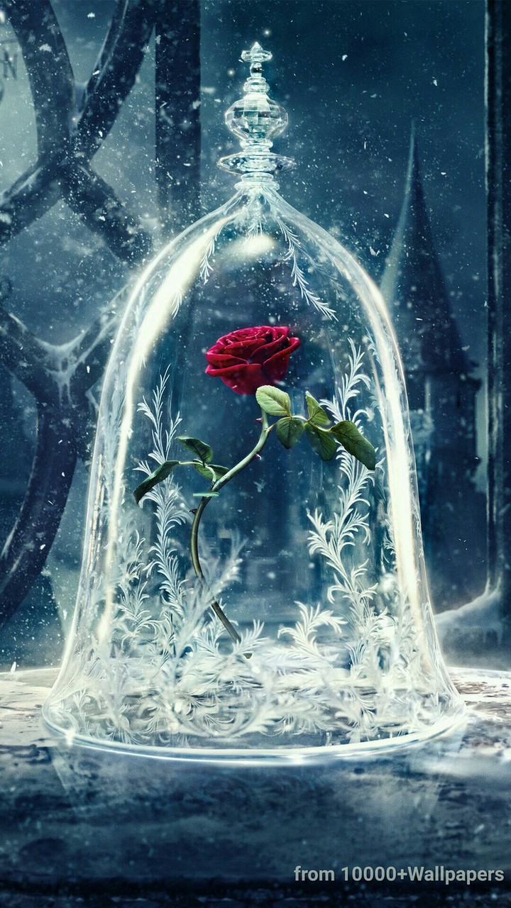 rose