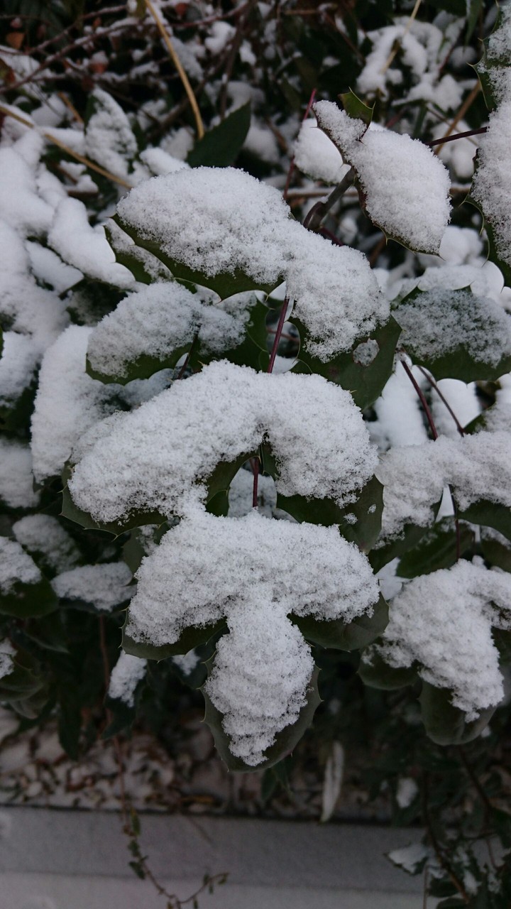 snow