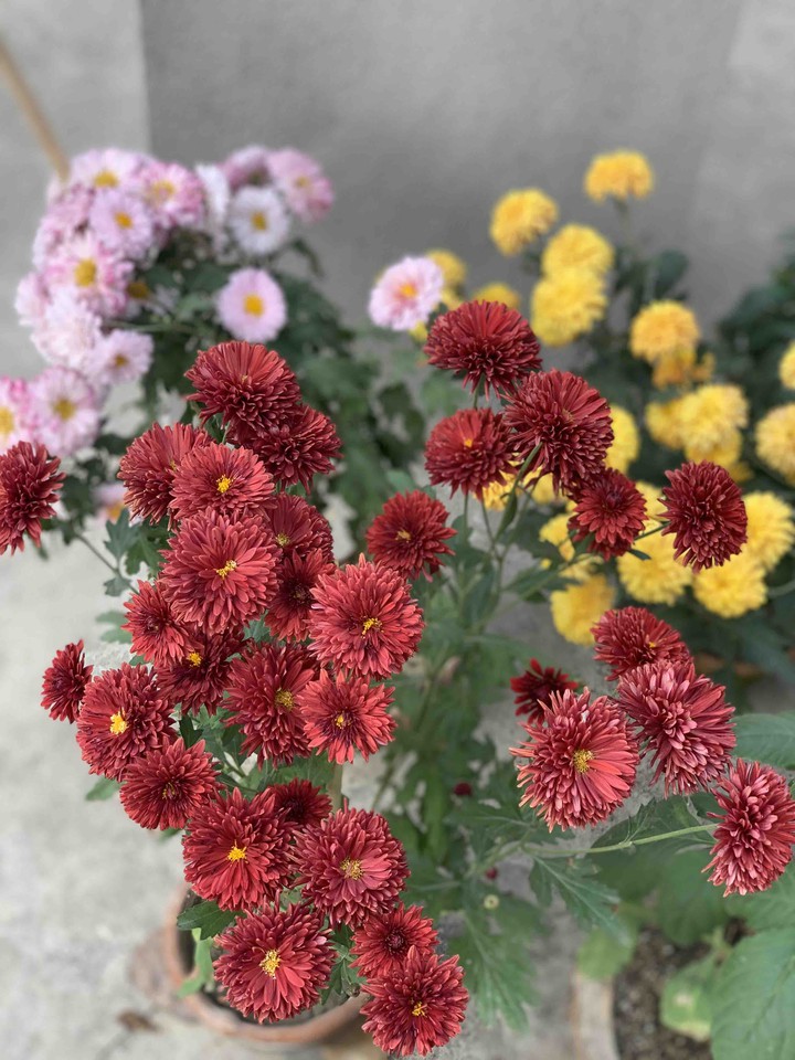 flowers