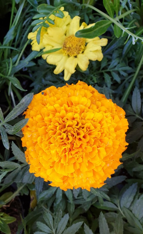 Fiore arancione