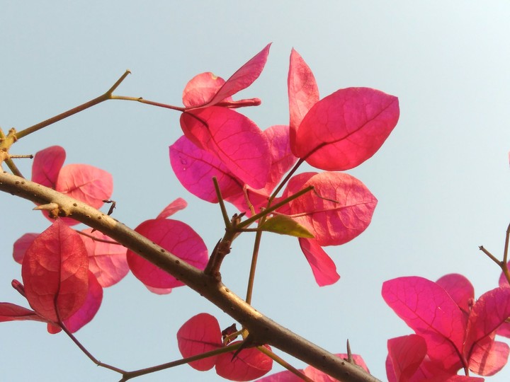 pink flower