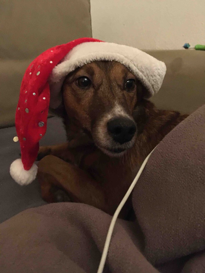 Christmas Dog