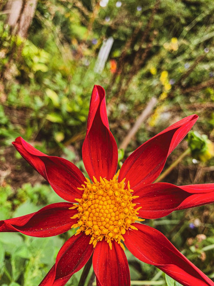 red star