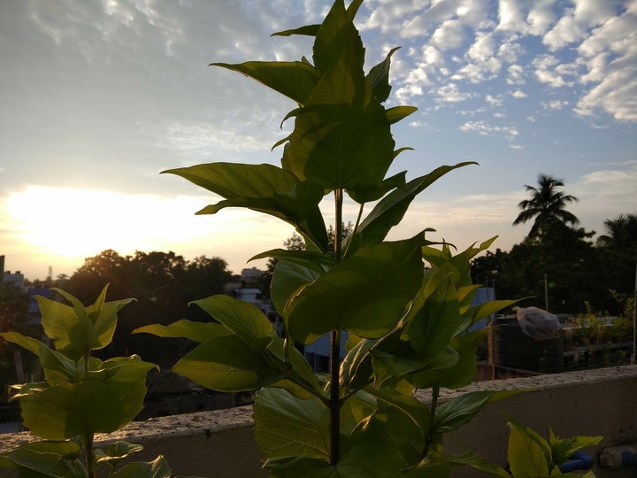 leaf