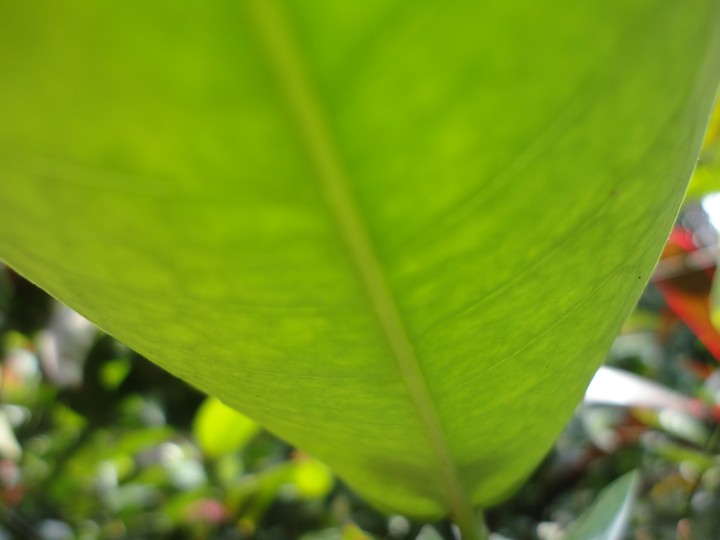 new sapling