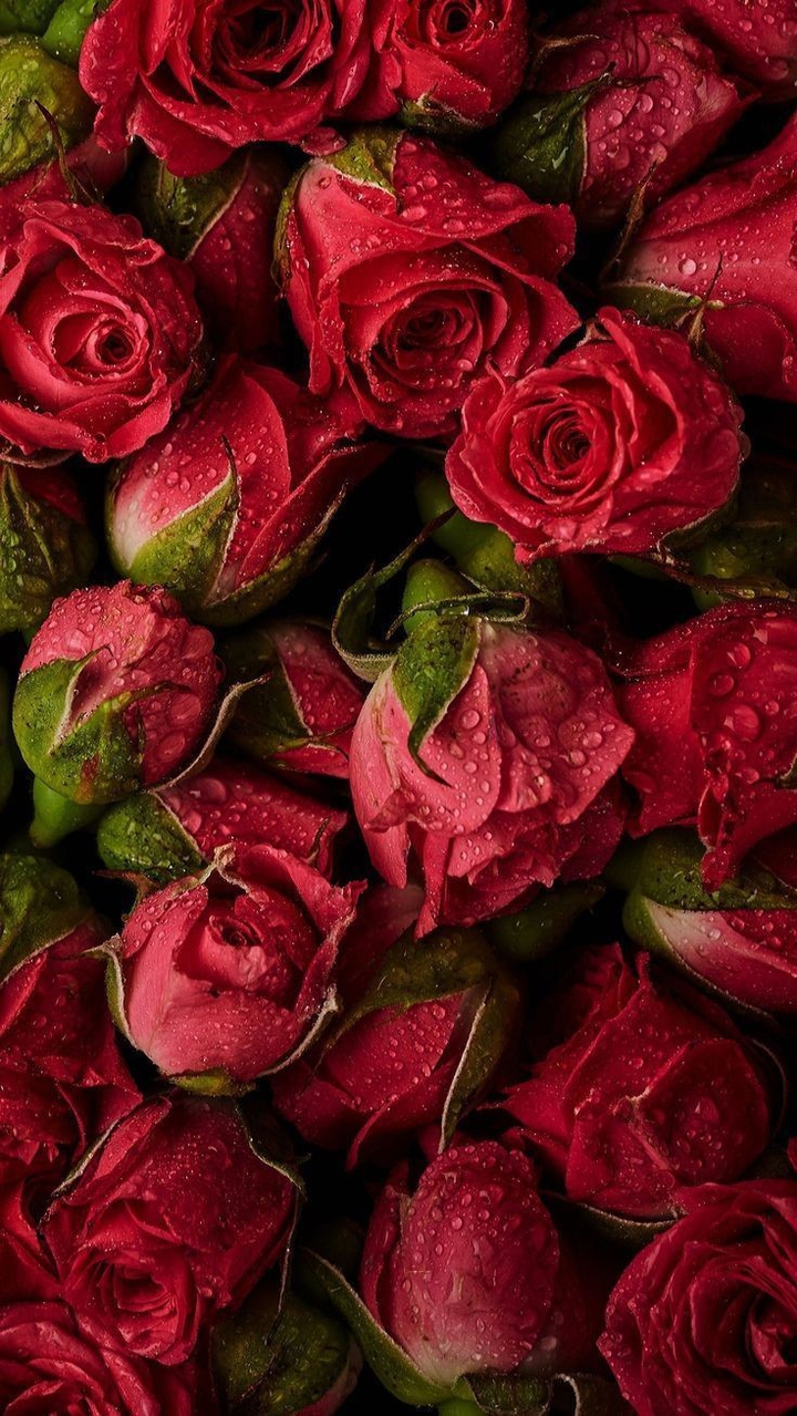 Red roses