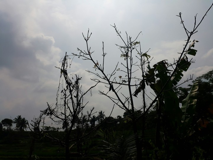 Light of Hope