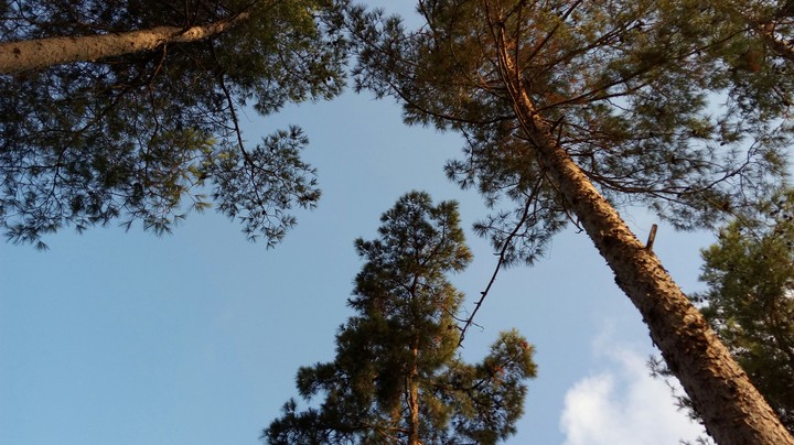 levi forest in Israel