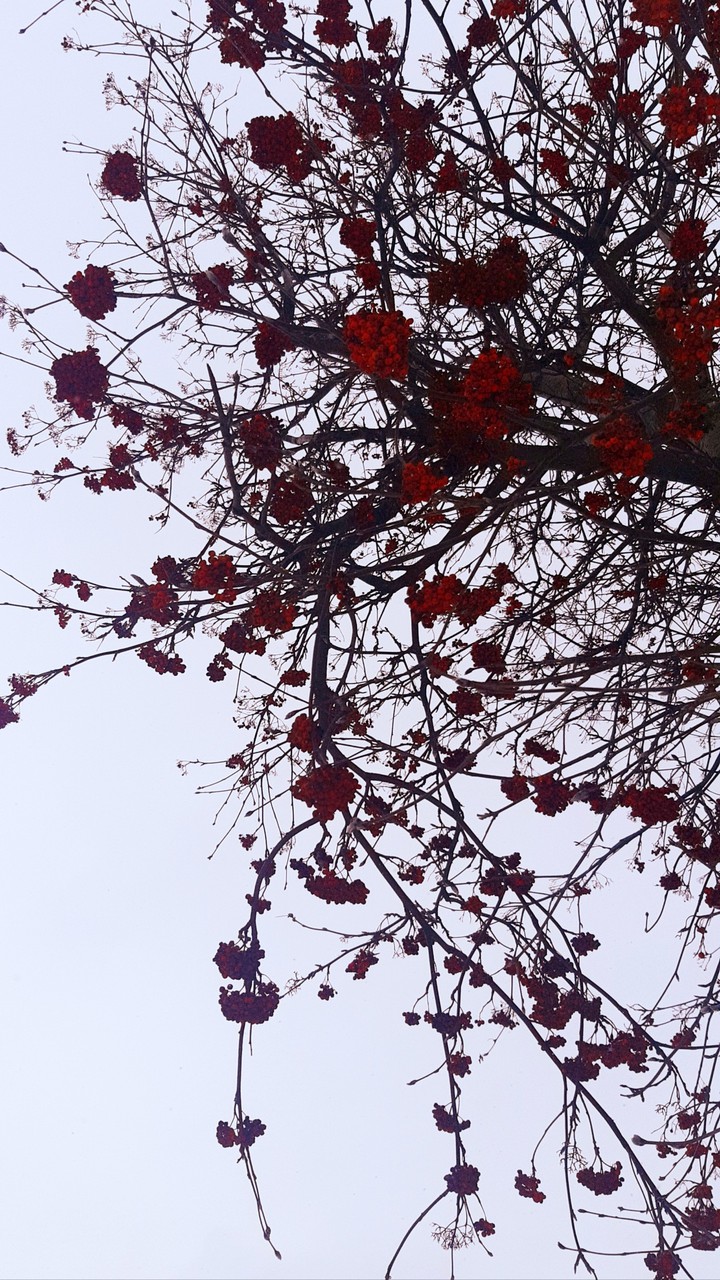 Russian tree