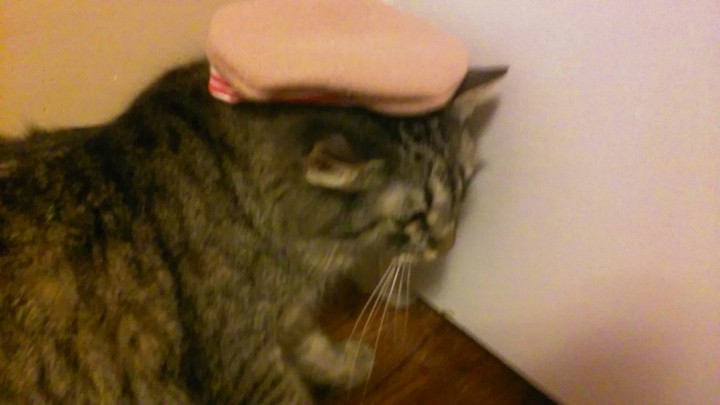 Cat in the hat