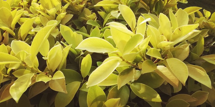 Leafy