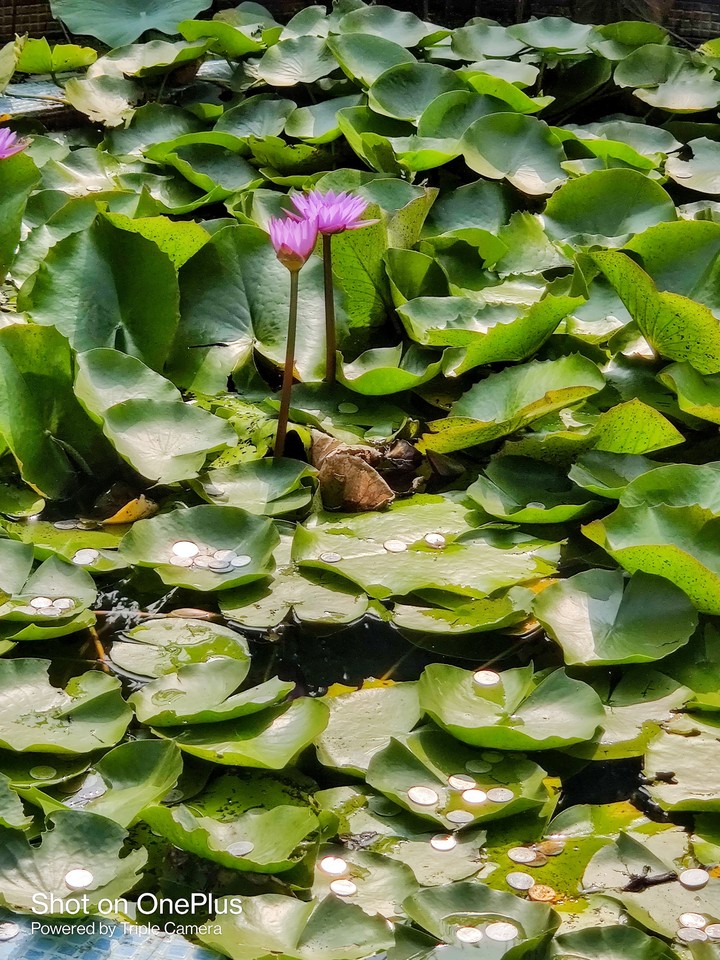 lotus