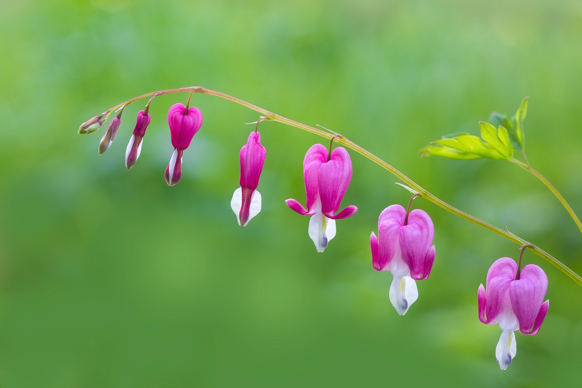 Bleeding Heart