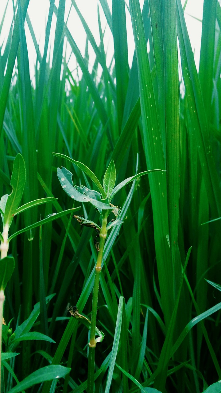 green leaf