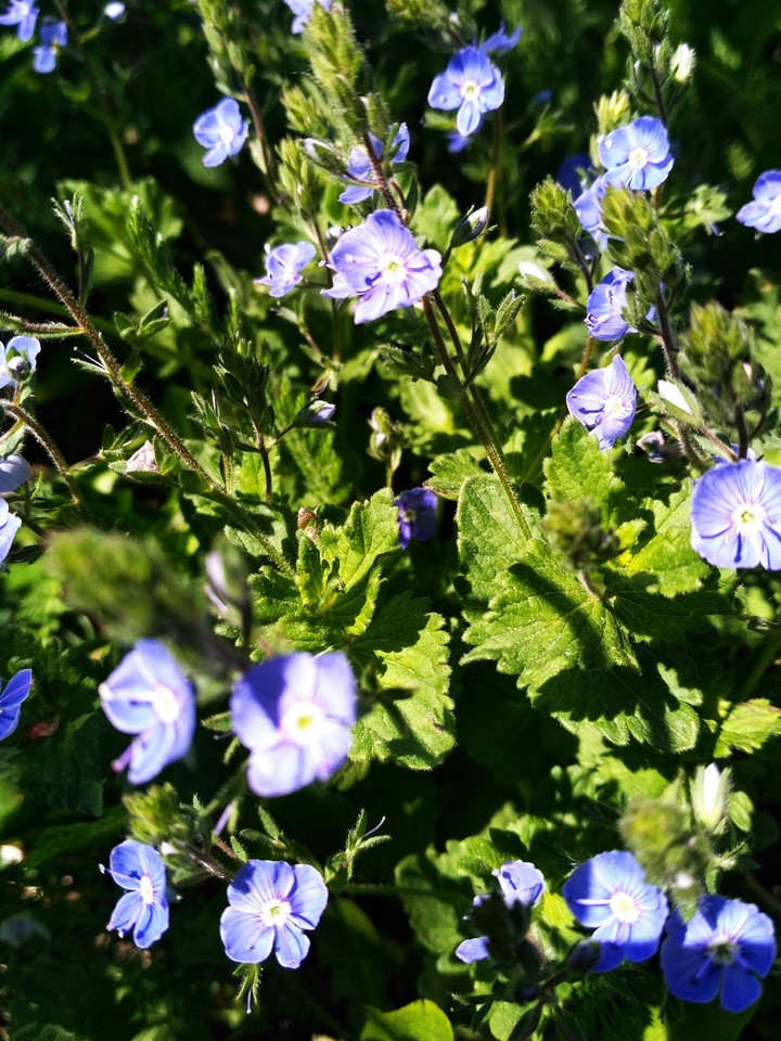 purple flowers