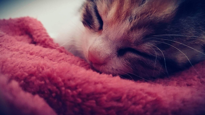 Sleepy Kitten ❤️