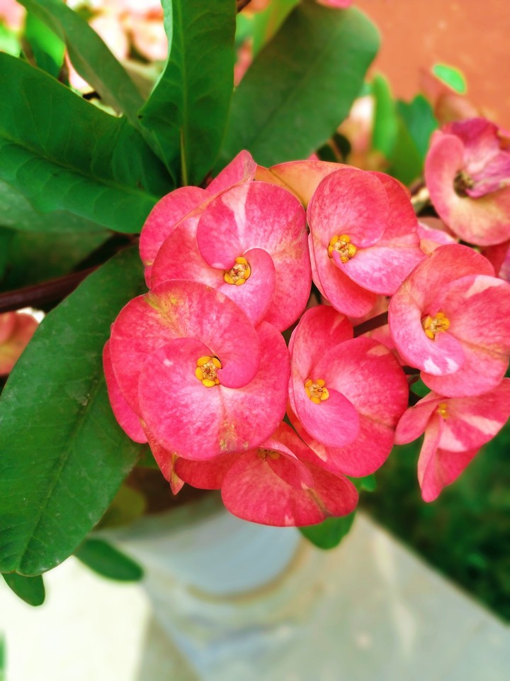 flowers