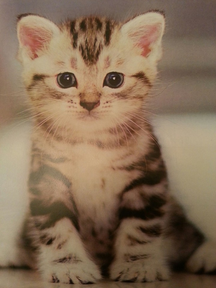 Im the cutest thing on earth....