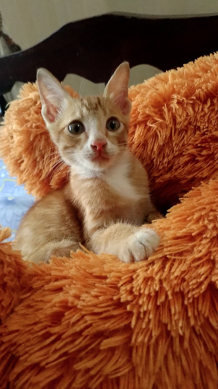 simba?