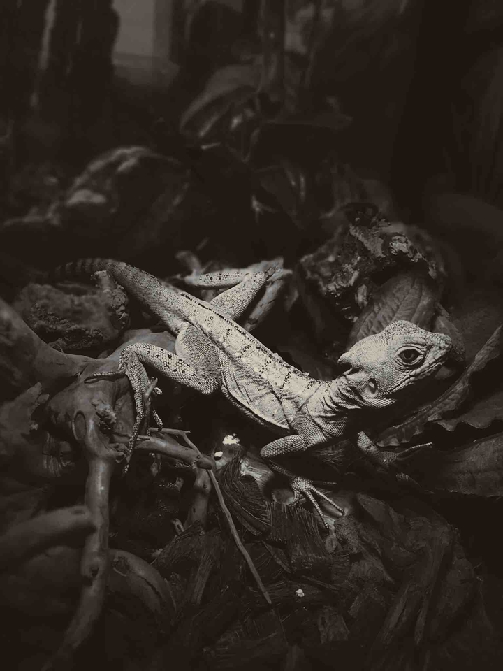lizard
