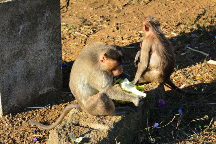 Just they are posing for my cam ;)