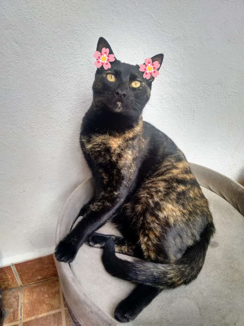plant, animal Hintergrundbilder