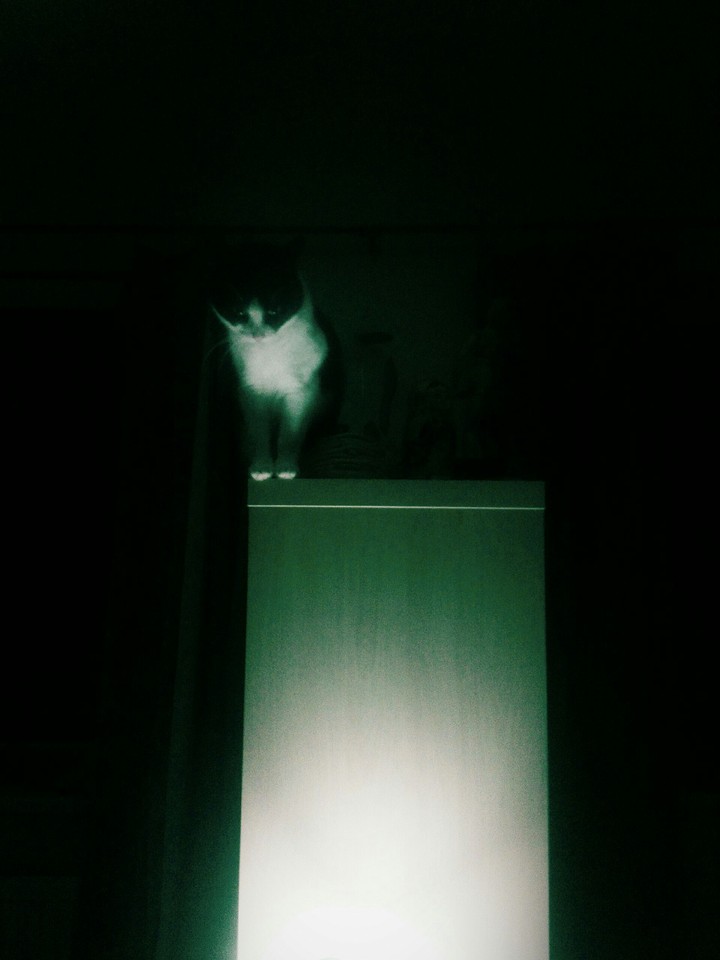 cat