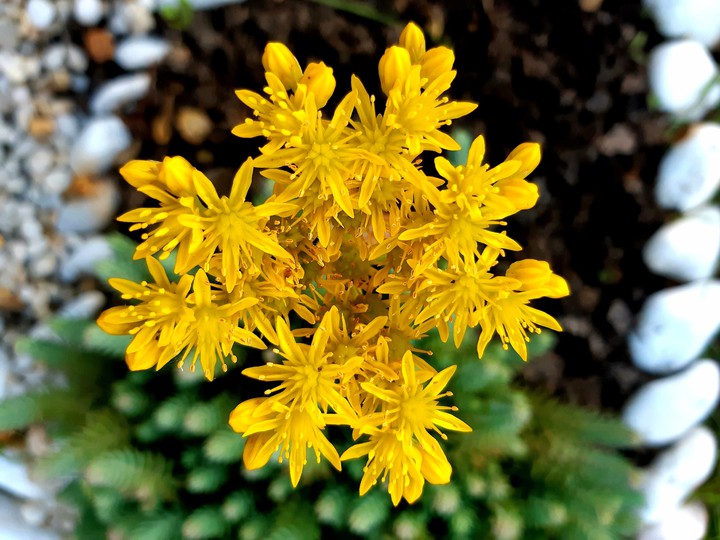 yellow flower