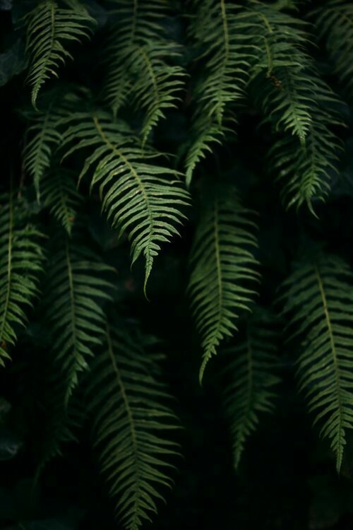 Green Leafs