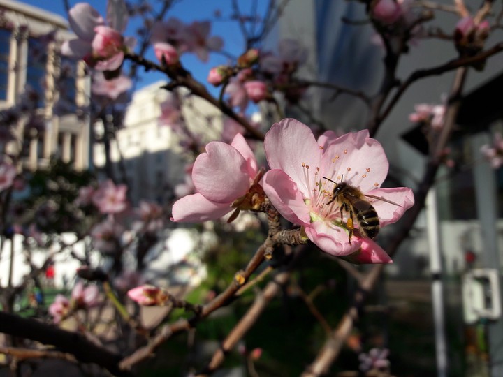Cherry blossom
