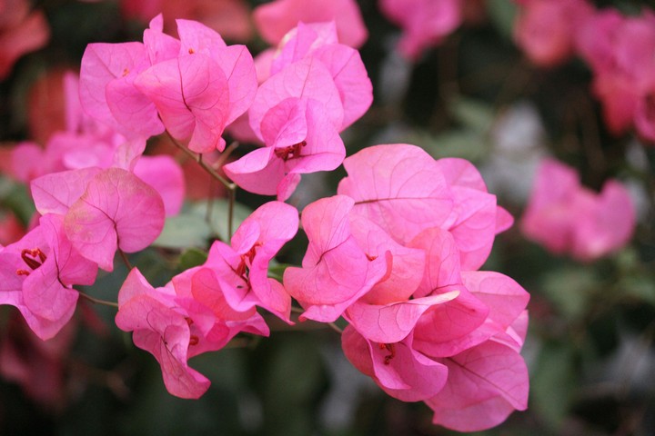 bougainvillea