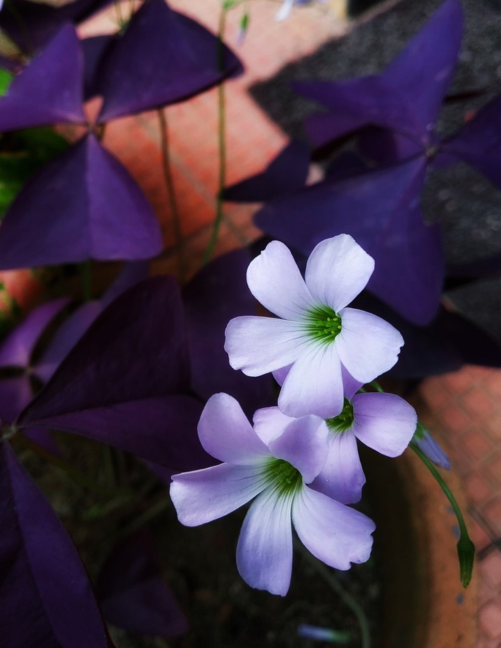 bloom