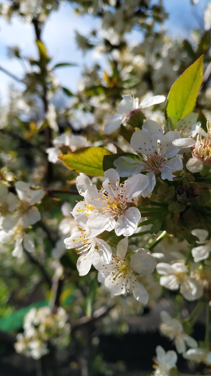 spring cherry blossom