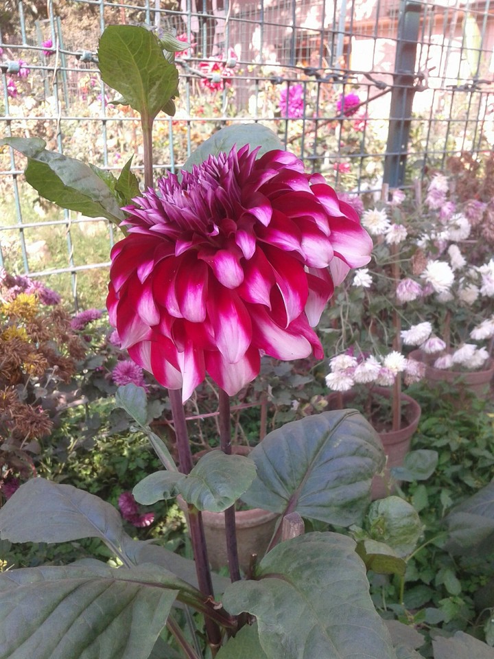 Dahlia