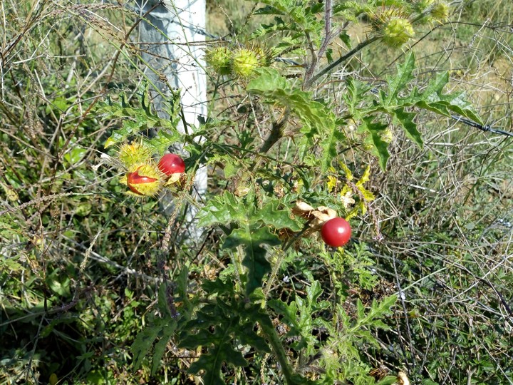 Las frutillas Rojas