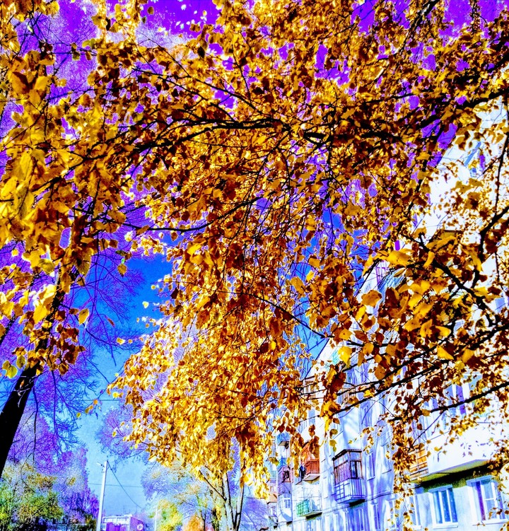 Golden autumn