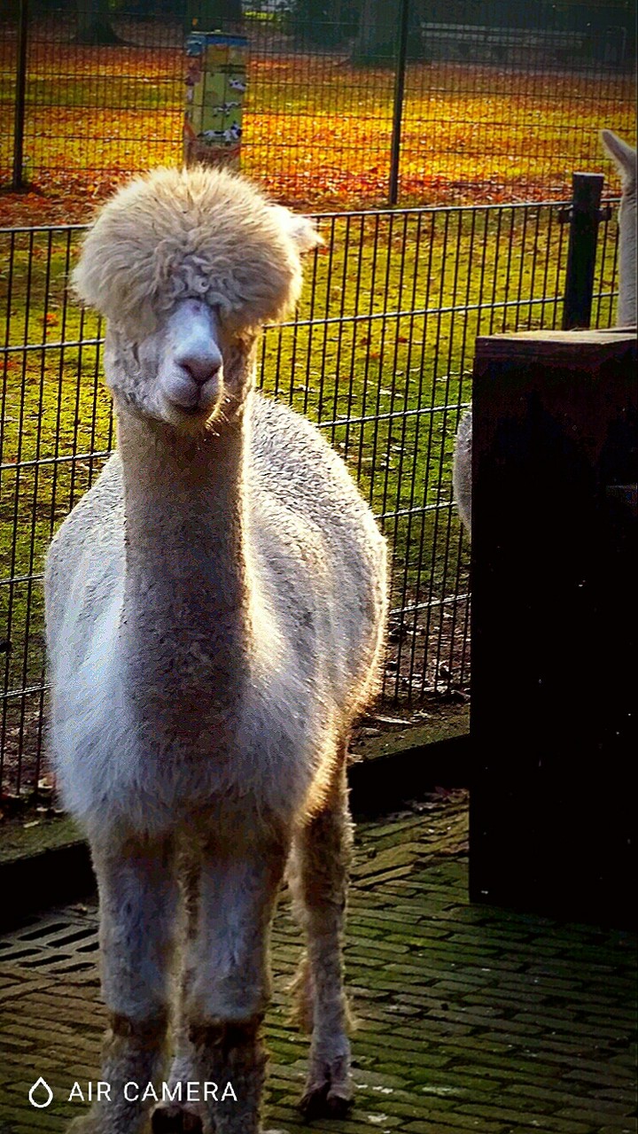 FUNNY LLAMA