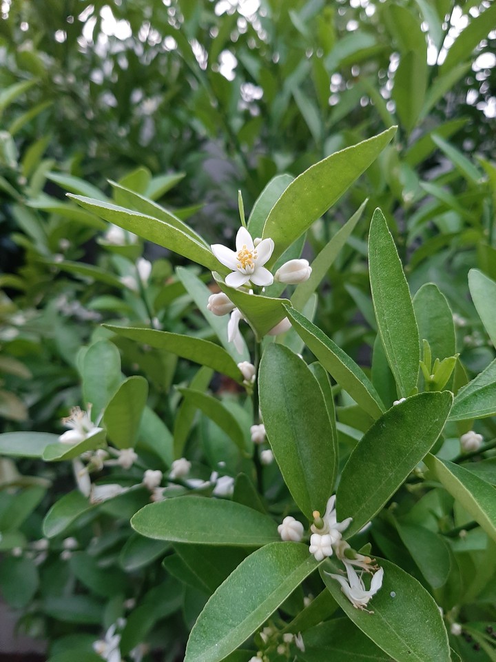 Lemon blossom