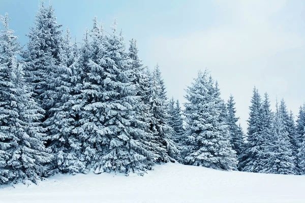 зимний лес