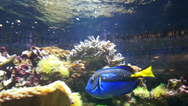 Dory!!!!!!!