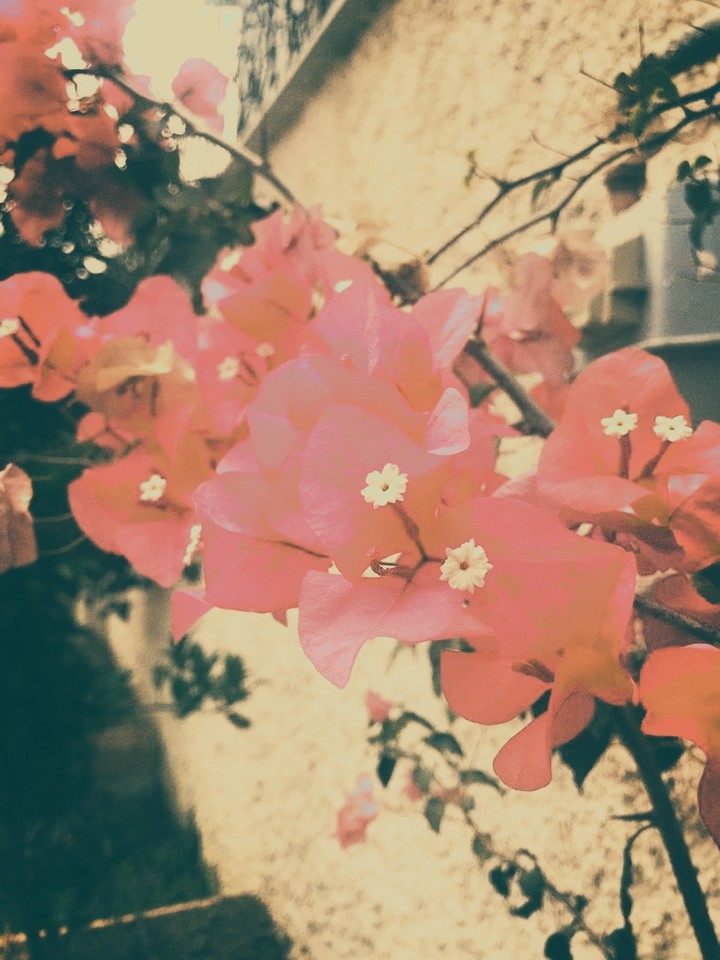 love flower