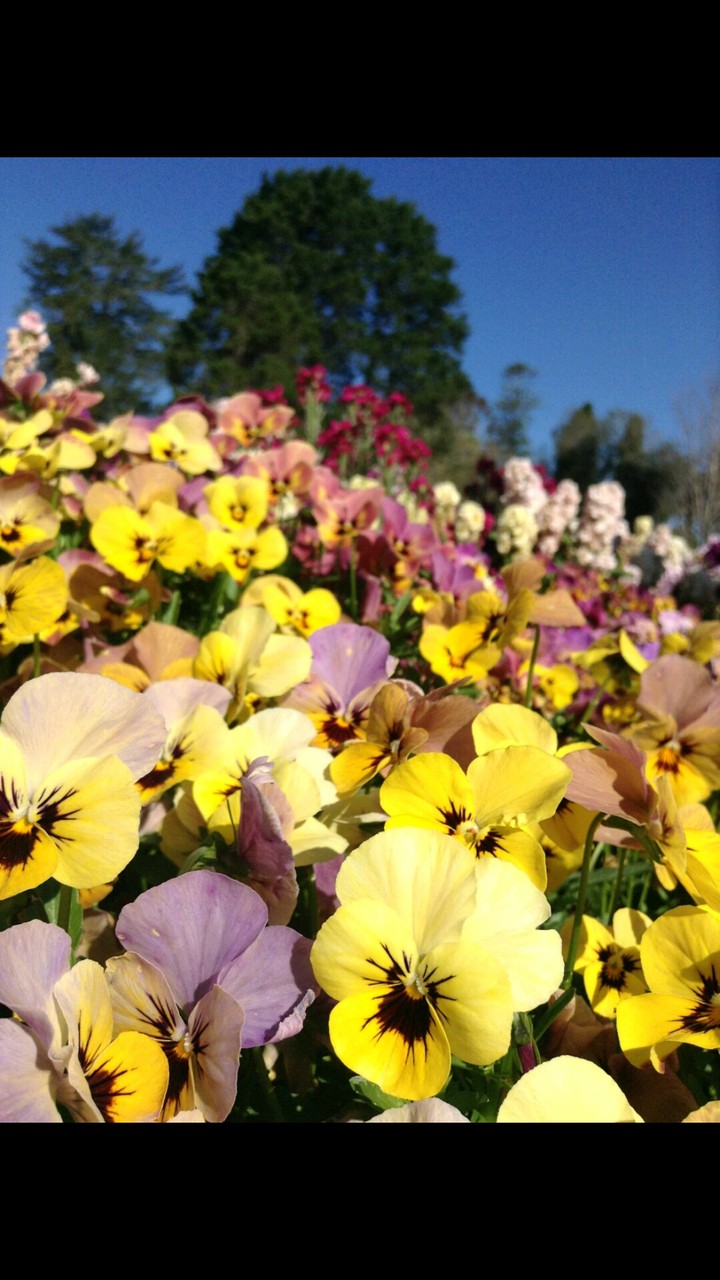 yellow flowers
