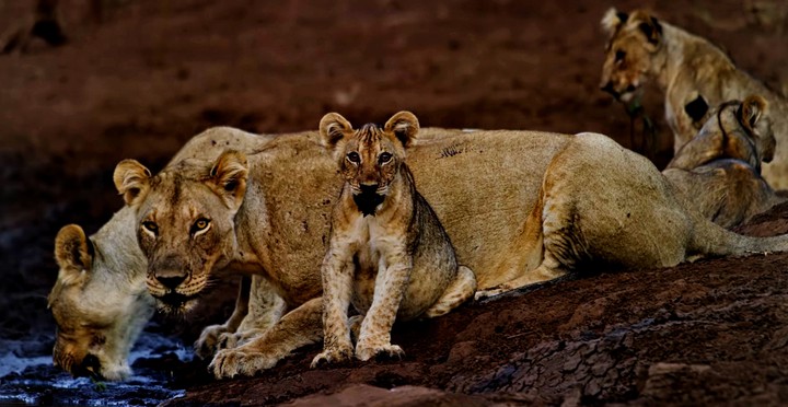 white tigers